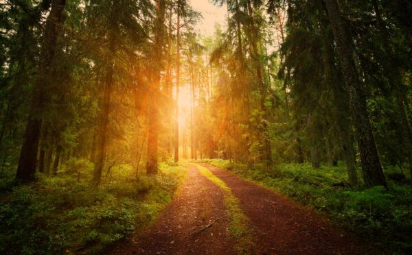 2024 Osler Legal Outlook