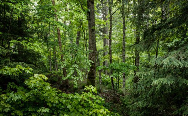 Réglementation sur les changements climatiques : nouvelles tensions entre les législateurs fédéraux et provinciaux