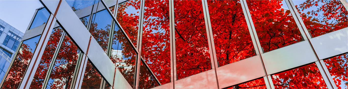 Reflection of a tree with red leaves on the glass panels of a building
