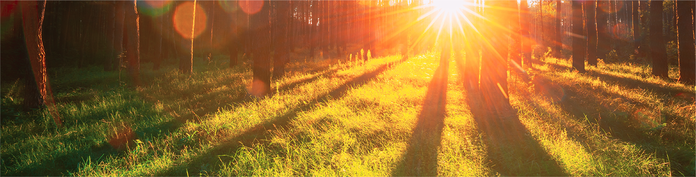 Sun setting behind tal trees causing long shadows on the grassy floor