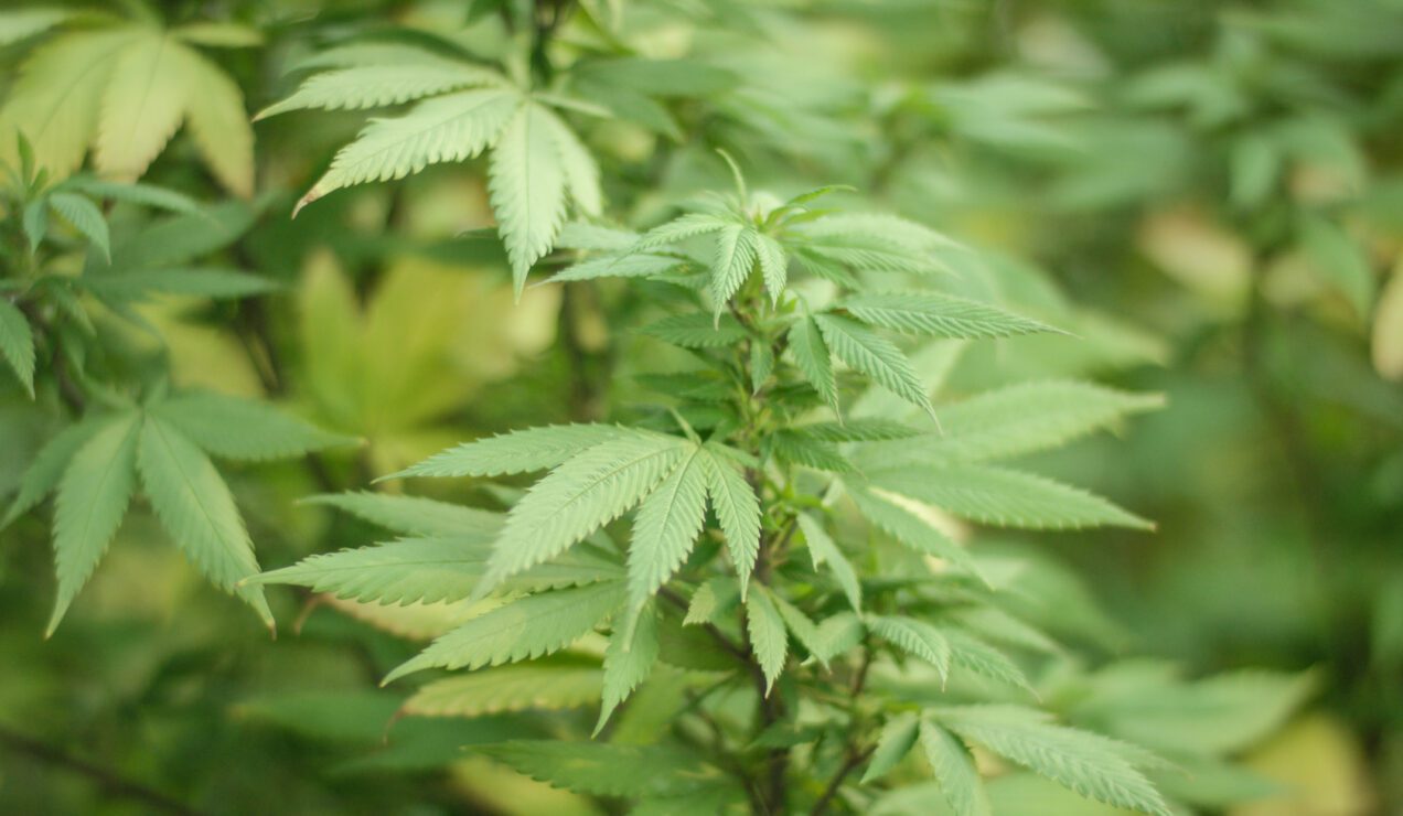 Close up of marijuana plant