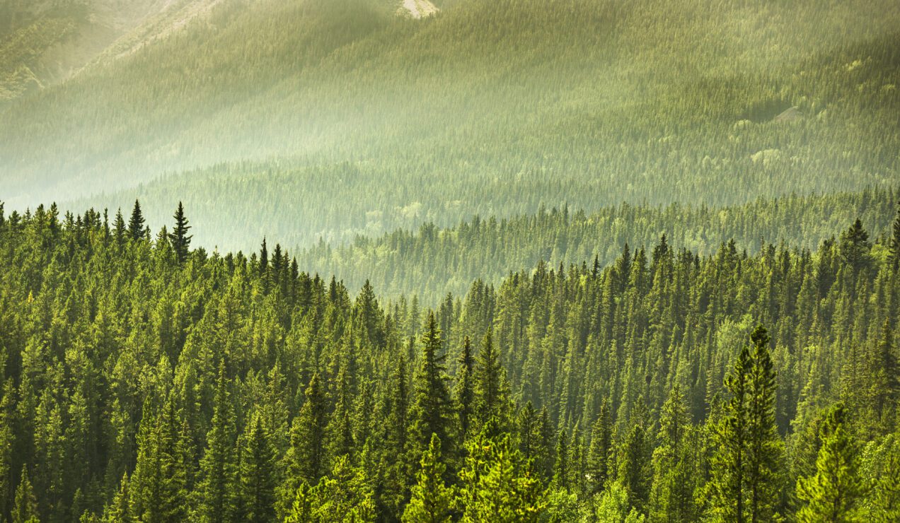 Indigenous Law Blog Featured Image